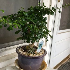 Meet your Posher, Haison